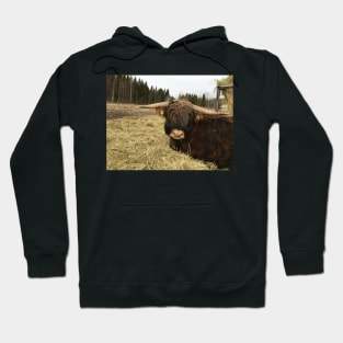 Scottish Highland Cattle Bull 2337 Hoodie